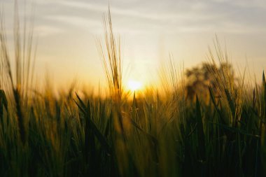 A beautiful shot of cereals at sunset