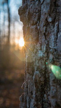A vertical closeup shot of the sun shining near a tree trunk