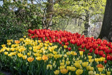 Bahçede açan lale çiçeklerinin yakın plan çekimi.