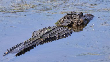 Nehirdeki Amerikan timsahı. Timsah Missippiensis.
