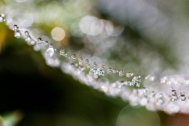 A closeup of beautiful dew drops on the cobweb against the blurry background.