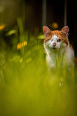 A vertical shot of an adorable orange white cat with one eye on a field