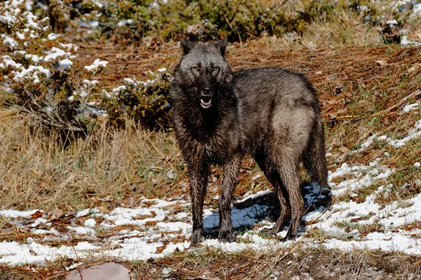 Interior Alaskan Wolf Forest Winter Blurry Background — Photo