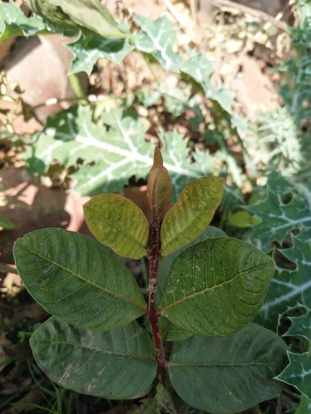 Albero Guava Azienda Biologica — Foto Stock