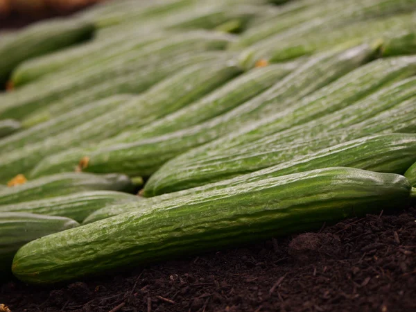 Fresh green cucumber on the soil in the yard duuring the harvest