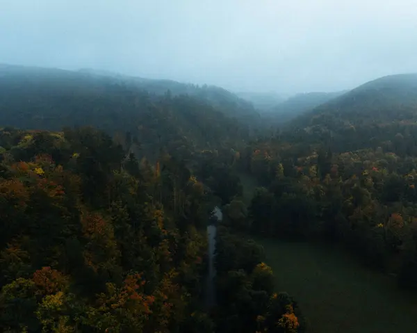 Aerial View Tall Trees Mountainous Landscape — Stok fotoğraf