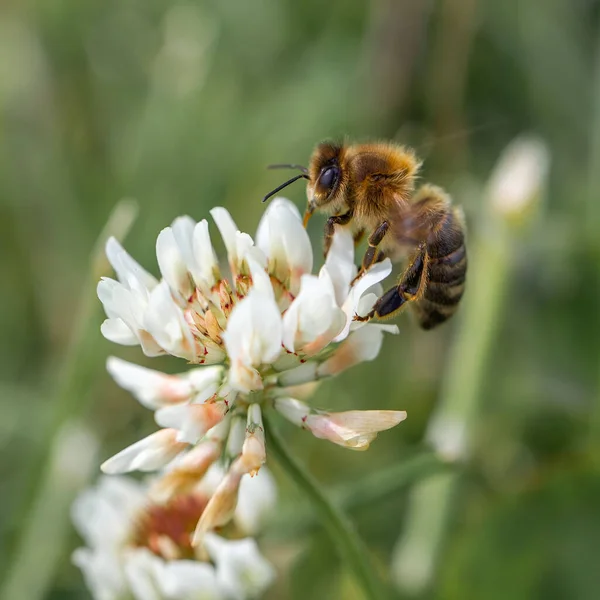 Vertical Closeup Honeybee Trifolium Repens White Clover — Zdjęcie stockowe