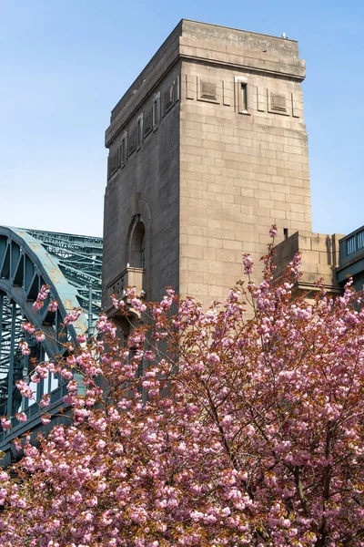 Stunning Display Pink Cherry Blossom Tyne Bridge Joins Newcastle Tyne — Fotografia de Stock