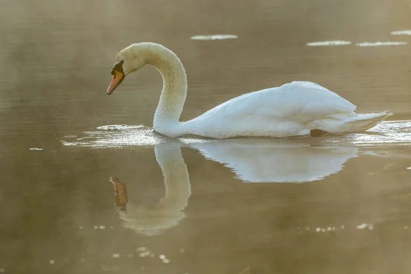 Beautiful Shot Mute Swan — 图库照片