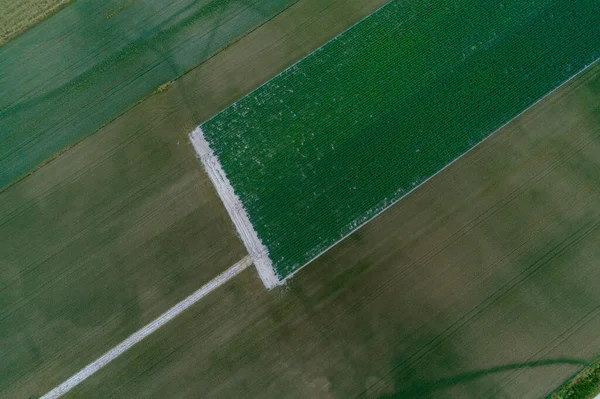 Aerial View Fields Different Cereal Potato Crops — Foto Stock