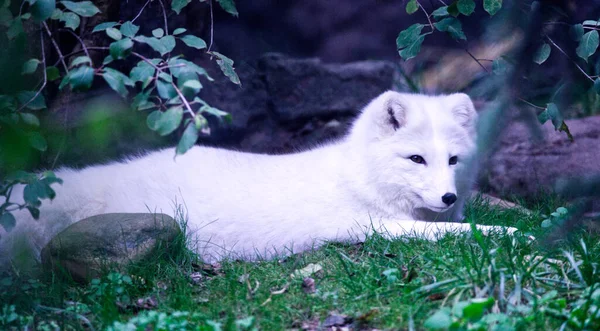 森の中の草の上に横たわる白い北極キツネ — ストック写真