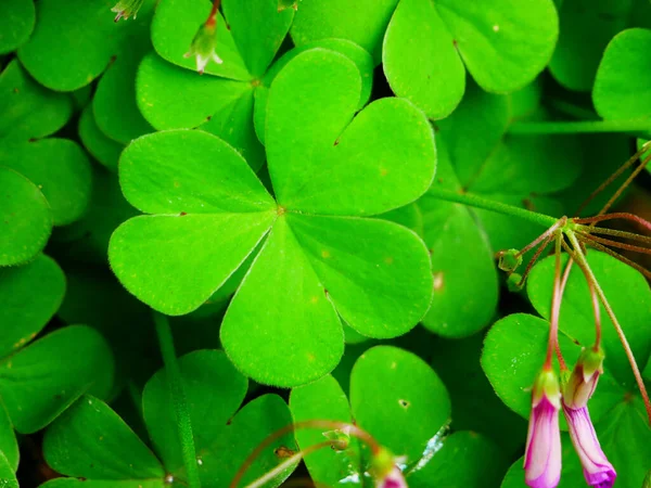 Beautiful Photo Close Clover Leaves — Foto de Stock