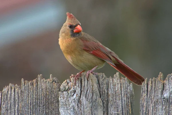 Selectivo Cardenal Del Norte Cardinalis Cardinalis Una Cerca Madera — Foto de Stock