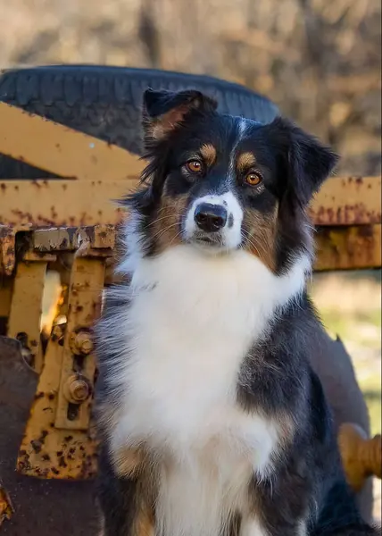 Vertical Shot Standard Australian Shepherd Innocent Glance — Stock Fotó