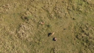 An aerial footage of blesbucks laying on grass plains in a daylight