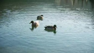 The beautiful mallards floating in the water