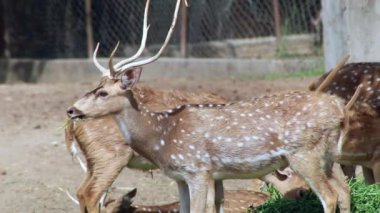 Spotted deer pasturing on a sunny day in Punjab, India