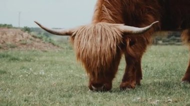 Scottish Highland Cow with horns grasing and eating grass on a field in a farm on a cloudy day at Bluebell Dairy Farm