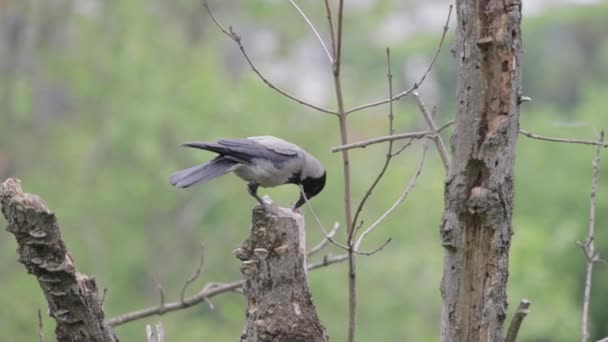 Slow Motion Corvus Cornix Bird Standing Tree Blurry Background — Stock videók