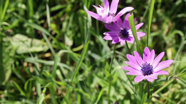 Purple Flowers Anemone Hortensis Broad Leaved Anemone Perennial Flowering Plant — Stock Video