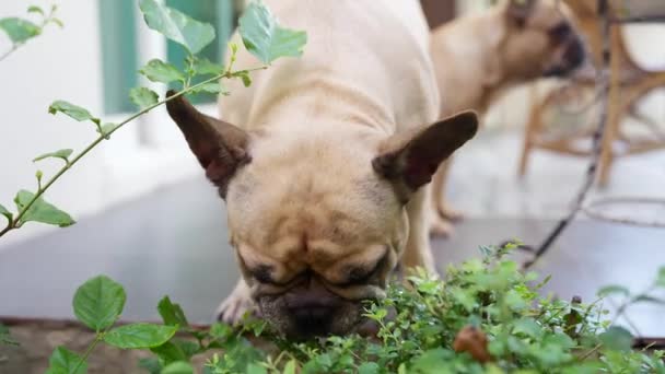 Closeup Shot Adorable Pug Puppy Garden — Stock videók