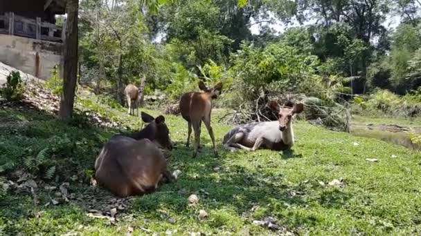 Deers Eating Grass Sleeping — Video Stock