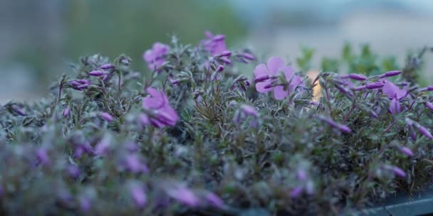 Beautiful Hardy Geraniums Field — Video Stock