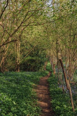 A vertical shot of trees growing in the forest in the UK
