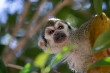 A closeup of a squirrel monkey sitting on a tree