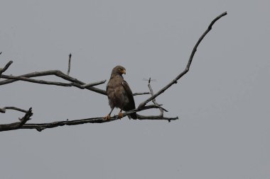 Gri bir zemindeki kuru dallara tünemiş bir kuş.
