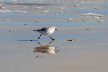 Kumsalda koşan bir kuş kumsalı, mavi deniz.