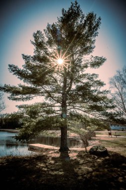 A vertical shot of trees on the lakeshore in the sunlight