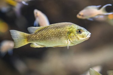Suyun altında yüzen bir Afrika ciklet balığının yakın çekimi.