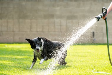 Border Collie köpeğinin çocuk parkında suyla oynarken seçici bir odak noktası.