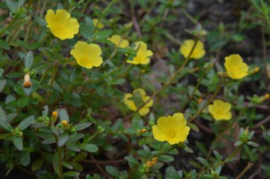 A patch in the garden with beautiful yellow flowers