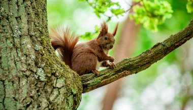 The close-up shot of a cute squirrel on a tree in the forest
