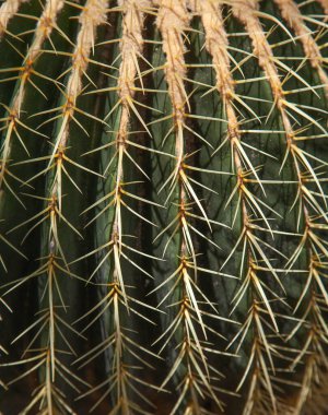 Kaktüs bitkisinin yakın çekimi.