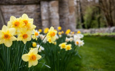 A closeup shot of blooming yellow daffodils on a field