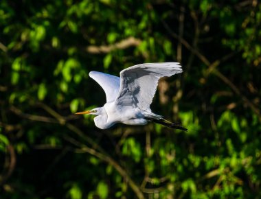 Uçan büyük bir balıkçıl için güzel bir kare.