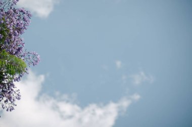 A Flowers of Jacaranda trees bloom with blue sky on sunny day