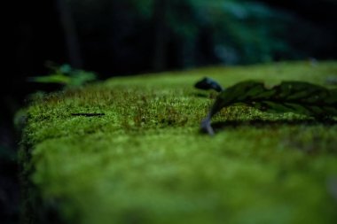 A shallow focus shot of a green leaf on green surface with blurred background in the garden