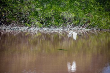 The beautiful flight of a white bird over a lake