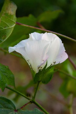 Yazın pamuk bitkisindeki sarı ve pembe çiçekler