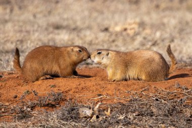 A closeup of two black-tailed prairie dogs, Cynomys ludovicianus sniffing each other.