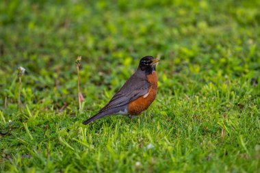 A selective focus shot of american robin (turdus migratorius)