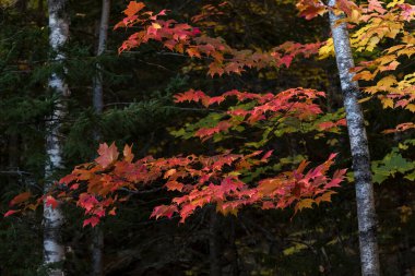 A beautiful view of colorful trees in the forest