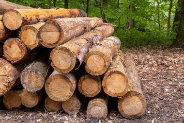 Macaristan 'ın Zalaegerszeg kentindeki Csacs Botanik Bahçesi (Csacsbozsoki Botanik Bahçesi)