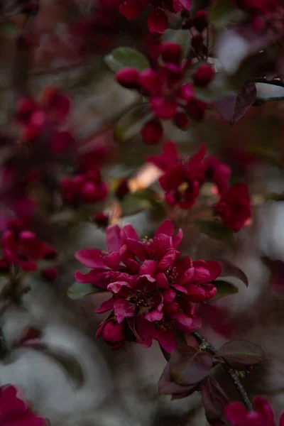 花园里长着美丽的粉红色花朵的特写镜头 — 图库照片