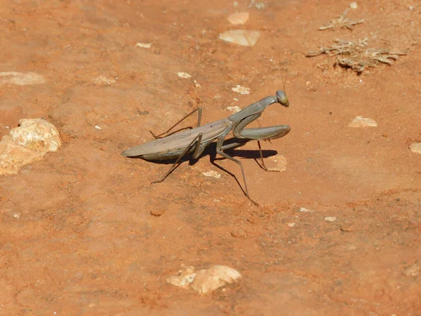 Closeup Shot Mantis Bug Standing Red Sand Sunlight — Foto Stock