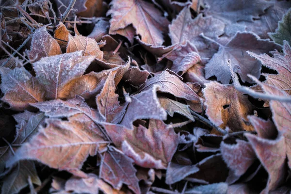 氷の層で覆われた地面に乾燥した秋の葉の閉鎖 選択されたフォーカス — ストック写真